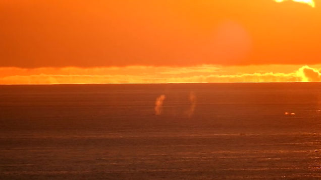 Sei Whales Sunset Show